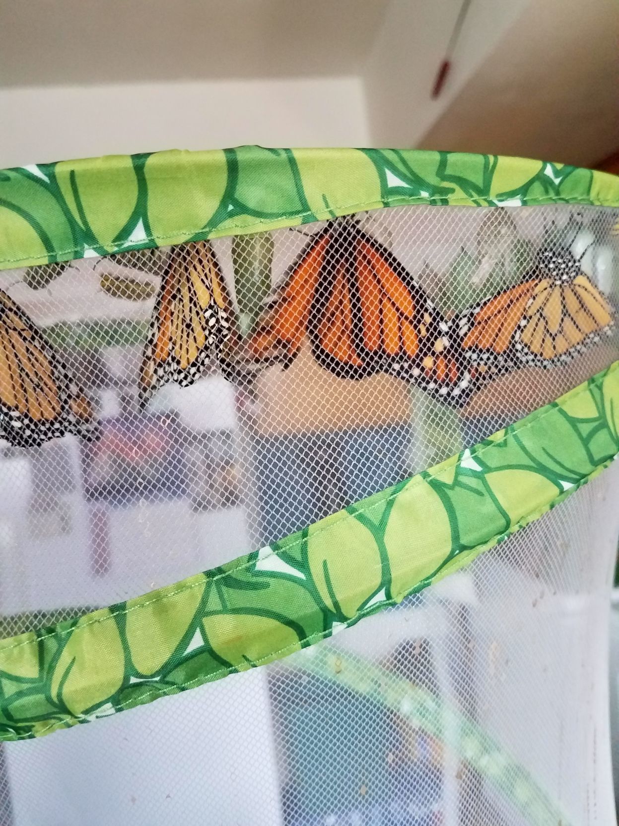 Monarch nursery